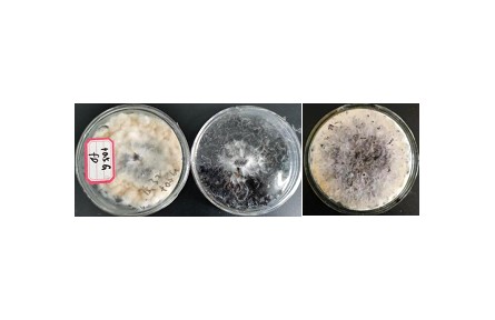 41、成果名稱：桑黃菌發(fā)酵桑葉紅茶關(guān)鍵技術(shù)