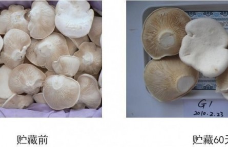 19、成果名稱：食用菌貯運保鮮技術(shù)