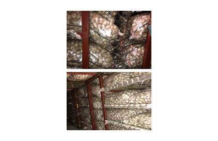 15、成果名稱：大蒜貯藏保鮮技術(shù)