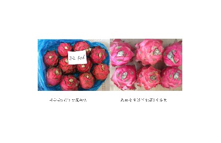11、成果名稱：火龍果貯藏保鮮關(guān)鍵技術(shù)