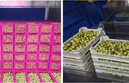 9、成果名稱：冬棗貯運保鮮關(guān)鍵技術(shù)