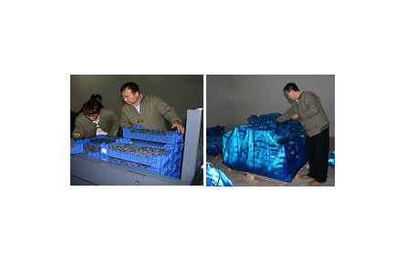 8、成果名稱：藍莓采后流通保鮮技術(shù)