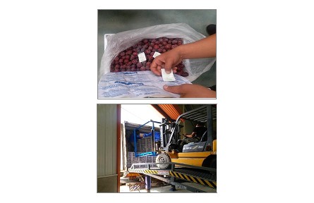 5、成果名稱：葡萄貯藏流通保鮮關(guān)鍵技術(shù)