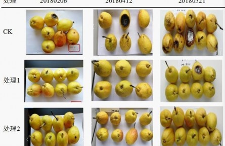 3、成果名稱：梨貯運品質(zhì)質(zhì)量控制關(guān)鍵技術(shù)