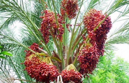 沙漠面包椰棗，被認為是未來世界的重要食