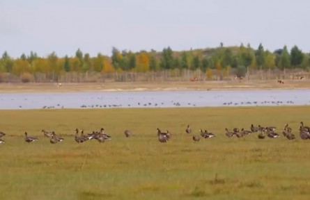 內蒙古：阿魯科爾沁旗湖泊濕地迎候鳥遷徙高峰