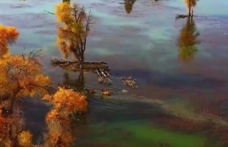 新疆阿克蘇：水映金色胡楊林 馬鹿悠閑渡河