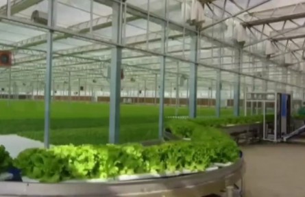 廣東：當(dāng)傳統(tǒng)農(nóng)業(yè)遇上現(xiàn)代“黑科技” 豐收原來如此簡單