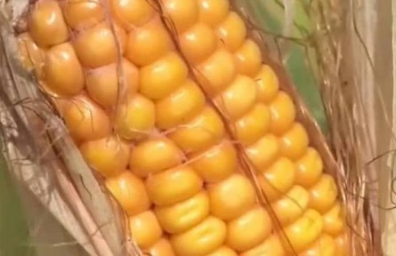 豐收小課堂：玉米有極好的環(huán)境適應(yīng)性
