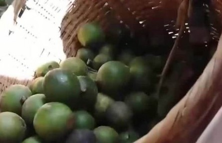 豐收中國(guó)·云南臨滄：堅(jiān)果豐收 完善產(chǎn)業(yè)鏈提高附加值