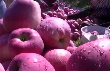 豐收中國·遼寧葫蘆島：綏中縣“紅星”蘋果進(jìn)入忙碌采摘季