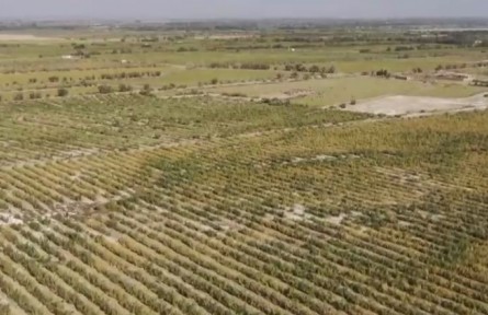 新疆：改善生態(tài)環(huán)境 大力發(fā)展沙漠經濟