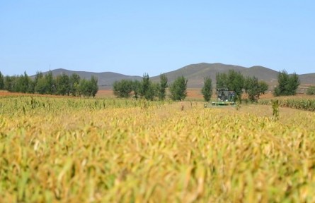 內(nèi)蒙古扎魯特旗：讓農(nóng)牧民收獲“金色希望”