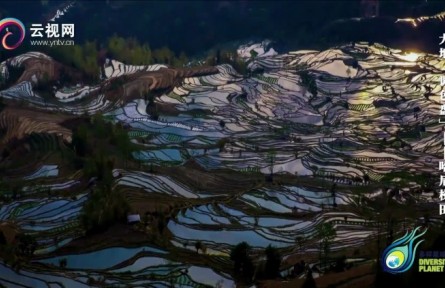 暢游云南 | 大地“調色盤”——哈尼梯田