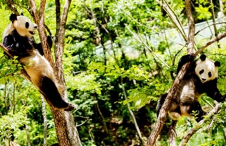 秦嶺：大熊貓的“祖居地”