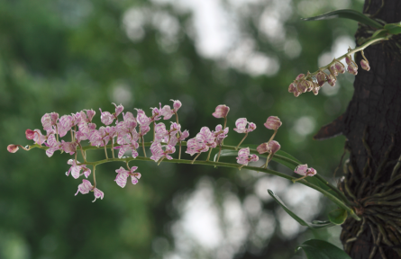 物種故事 | 象鼻蘭：我是擁有“大象鼻子”的附生植物