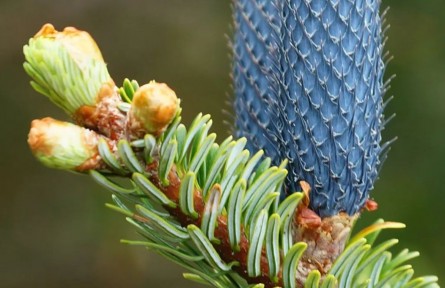 物種故事 | 川滇冷杉：百萬年前，我與猛犸共舞