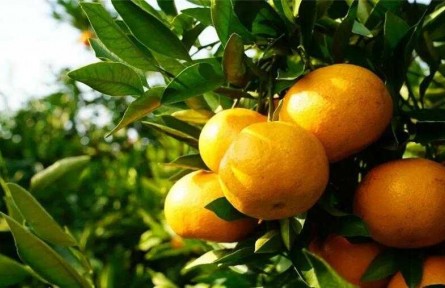 上海崇明：“小柑橘”何以成為“大產(chǎn)業(yè)”