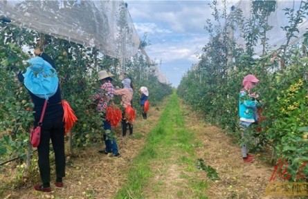 甘肅慶陽2個村鎮(zhèn)入選第十一批全國“一村一品”示范村鎮(zhèn)