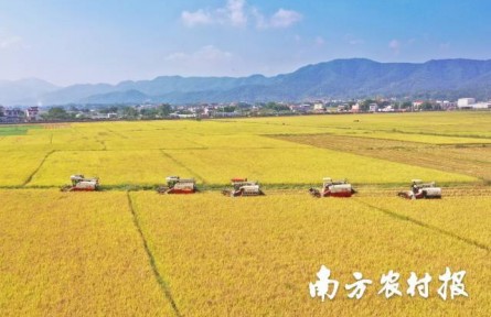 美“稻”了！廣東絲苗米喜豐收