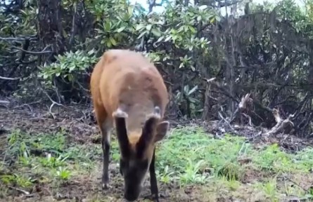 云南迪慶：多種珍稀野生動物現(xiàn)身白馬雪山保護區(qū)
