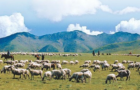青海祁連：畜牧業(yè)發(fā)展實現(xiàn)新跨越