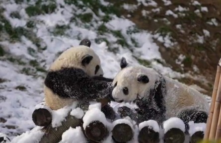 快來圍觀秦嶺大熊貓打雪仗！