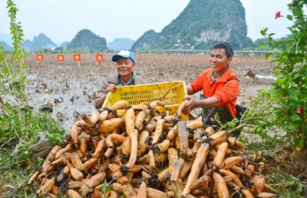 前三季度廣東第一產(chǎn)業(yè)固定投資同比增長(zhǎng)近五成，八大舉措擴(kuò)大有效投資