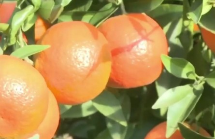 云南：發(fā)展冬季蔬果產(chǎn)業(yè) 拓寬群眾增收渠道