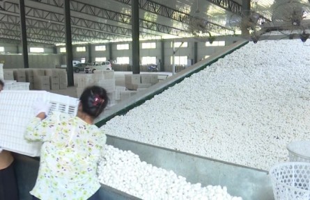 重慶黔江：夏繭質(zhì)升價漲 蠶農(nóng)豐產(chǎn)又豐收