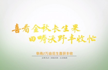 安徽阜南:兩萬畝花生喜獲豐收