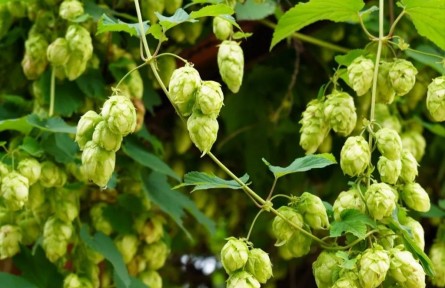 物種故事 | 啤酒花：啤酒苦不苦，我說了算