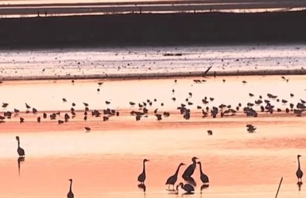 南方多地迎來候鳥遷徙高峰