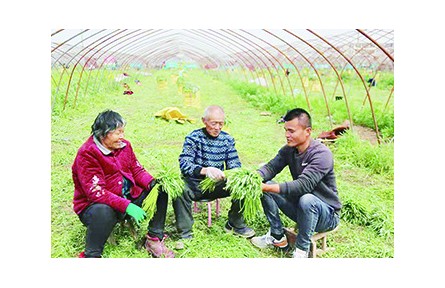 安徽阜陽口孜鎮(zhèn)：“小蘆蒿”帶動(dòng)鄉(xiāng)村大產(chǎn)業(yè)