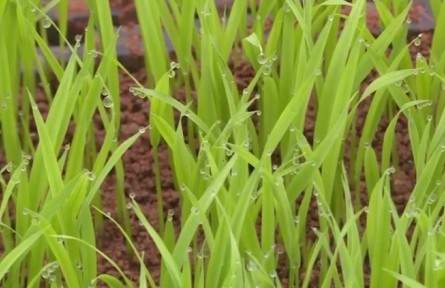 江西瑞昌：建成12個水稻育秧中心 助力糧食增產(chǎn)增收