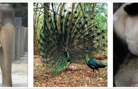 大象、孔雀、熊貓——那些“親戚”太多 傻傻分不清楚的動(dòng)物