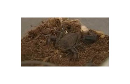 外來(lái)物種入侵案例頻發(fā) 有何危害？