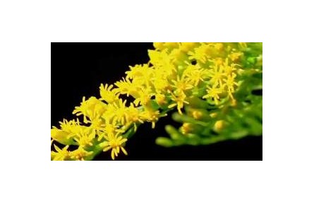 “金棒草”有何危害 為何遭武漢全市防除？