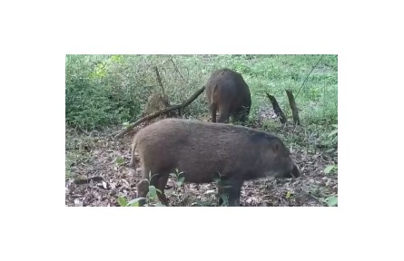 野豬闖入人類(lèi)生活區(qū) “不速之客”為何頻頻“擾民”？