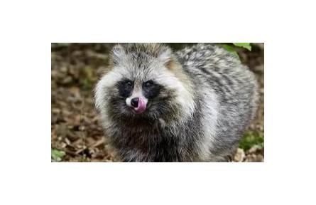 頻頻現(xiàn)身居民區(qū) 貉為啥來(lái)城市安營(yíng)扎寨？