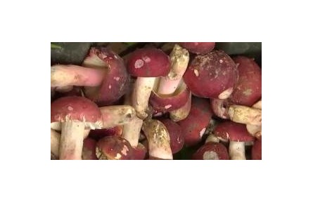 又到一年食菌季 如何安全享美味？