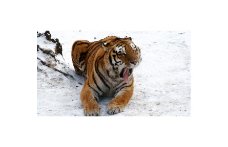 大型猛獸蹤跡頻現(xiàn)為哪般？