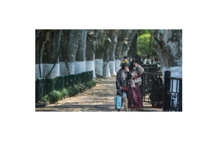 又到一年“飛絮季” 如何防護(hù)？