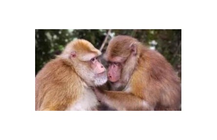 保護(hù)野生動(dòng)植物 我們能做些什么？