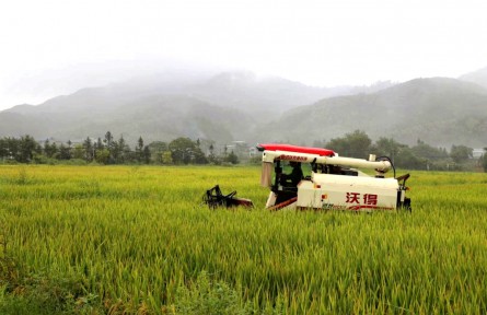 福建浦城：近四萬畝再生稻迎來頭季豐收