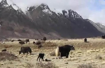 西藏畜牧業(yè)走上高質(zhì)量發(fā)展之路