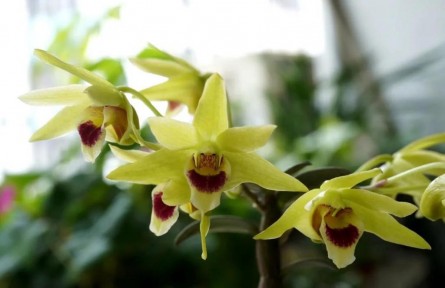 物種故事 | 石斛：生長于峭壁之上，也無法逃脫一度被采挖殆盡的命運(yùn)