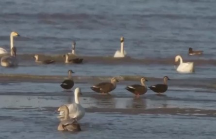 福建福州：首次“亮相” 閩江河口濕地首次觀測到白鶴