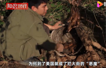 “亞洲人參”葛根在美國泛濫成災(zāi)，為何他們寧愿花錢清理也不吃？