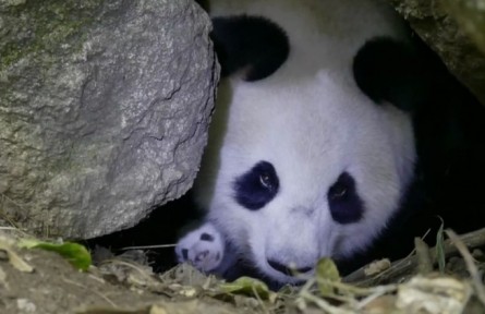 遠方的家：神奇的東方家園 探秘秦嶺大熊貓